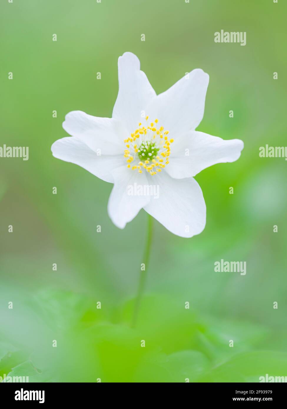 A close-up of a Wood Anemone (Anemone nemorosa) flower in a woodland in spring in the south west of England. Also known as Smell Fox, Thimbleweed or Windflower. Stock Photo