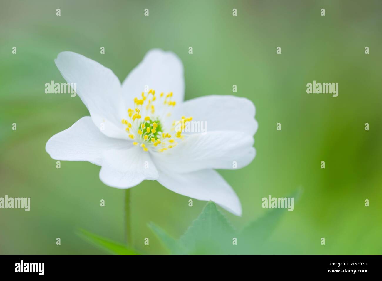 A close-up of a Wood Anemone (Anemone nemorosa) flower in a woodland in spring in the south west of England. Also known as Smell Fox, Thimbleweed or Windflower. Stock Photo