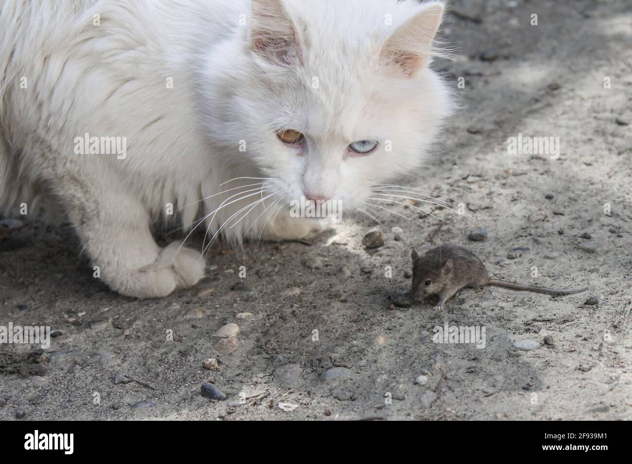 A white cat with multicolored eyes is watching a gray mouse. Ready to attack  him at any moment Stock Photo - Alamy