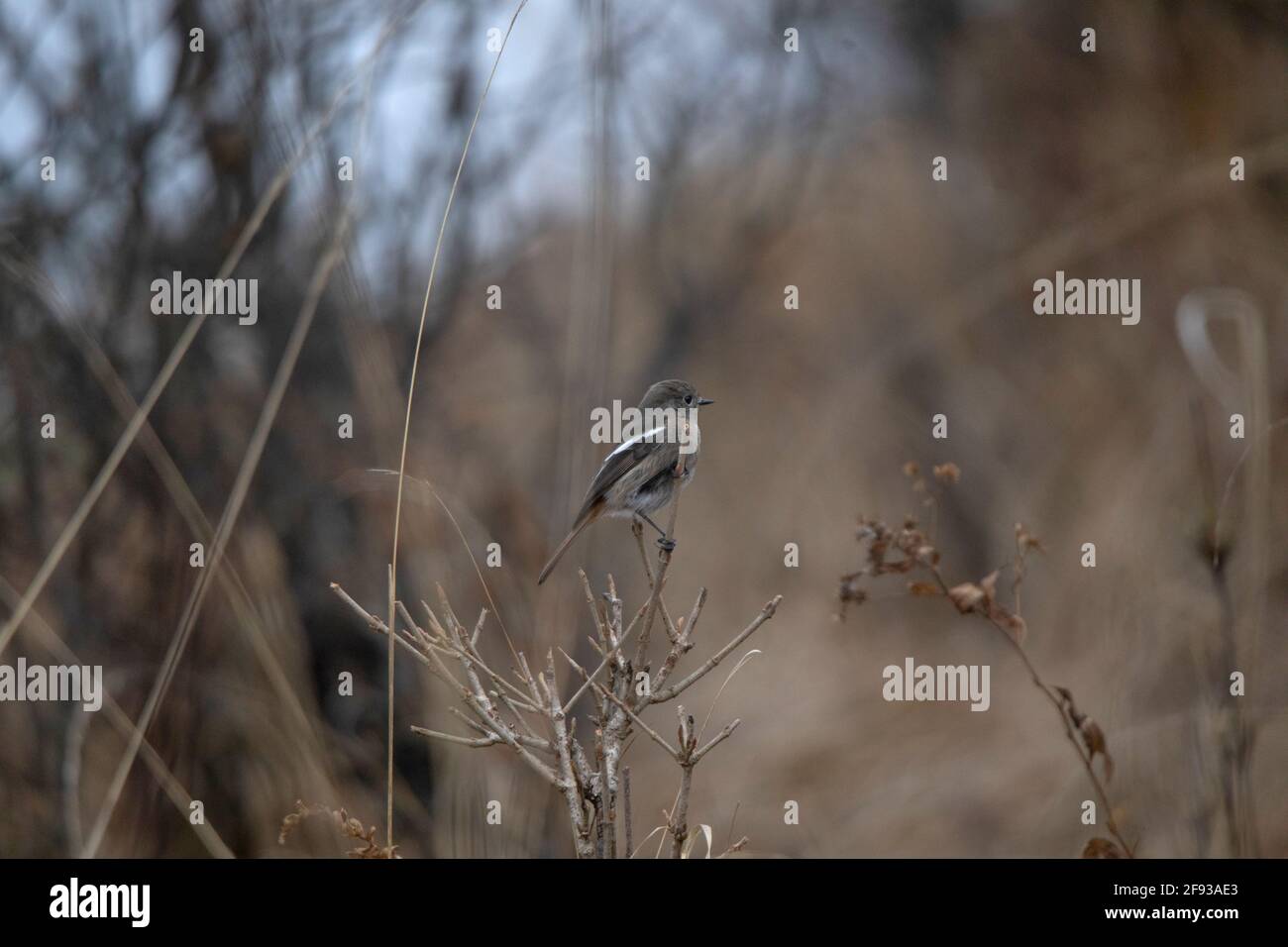 White browed Fulvetta, Fulvetta vinipectus, Nepal Stock Photo