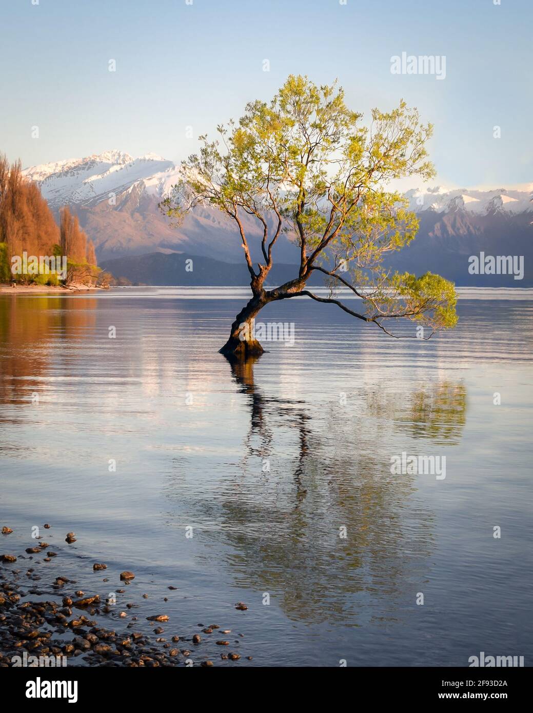 The famous Wanaka Tree Stock Photo - Alamy