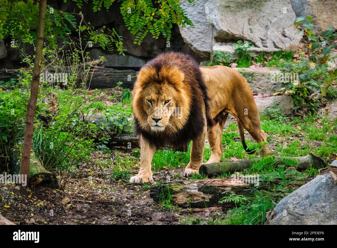 Lion in jungle forest in nature Stock Photo Alamy