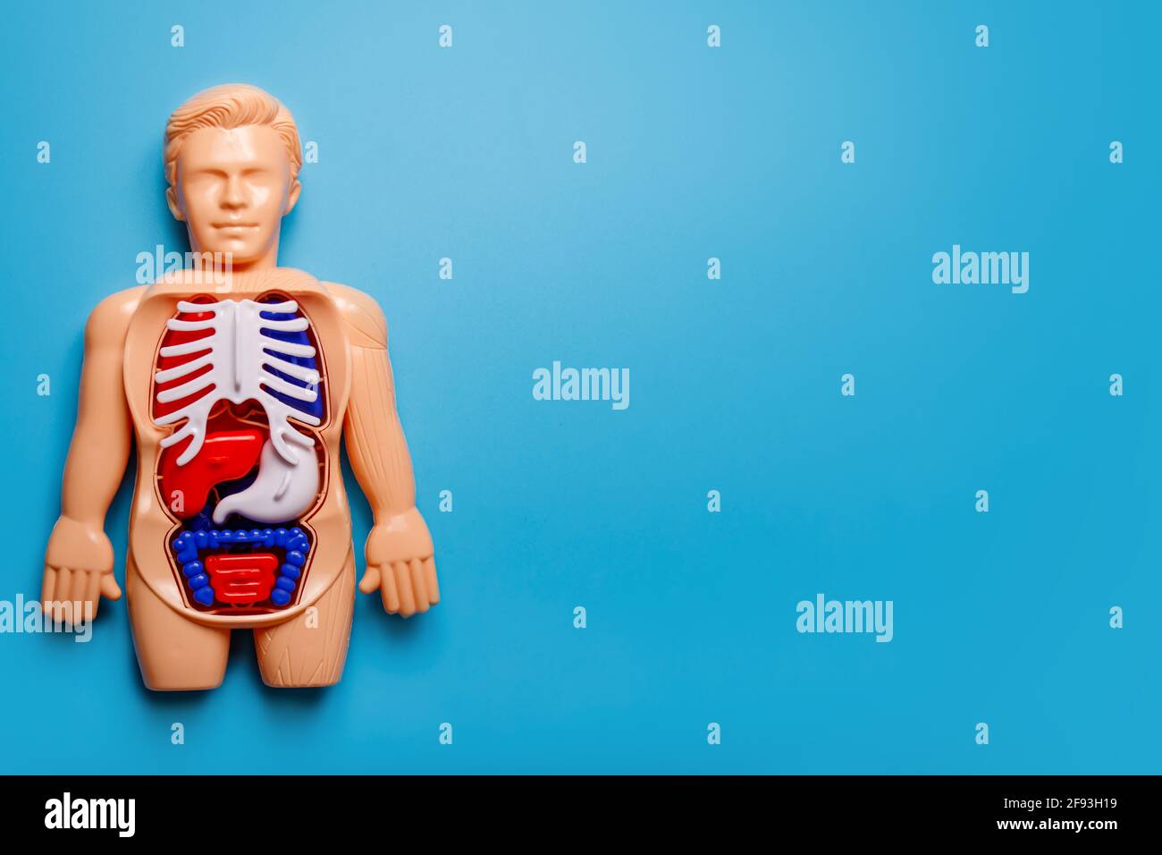 Human Body Montessori Toy On Blue Background Concept Of Learning Human Human Body Montessori Toy On Blue Background Concept Of Learning Human
