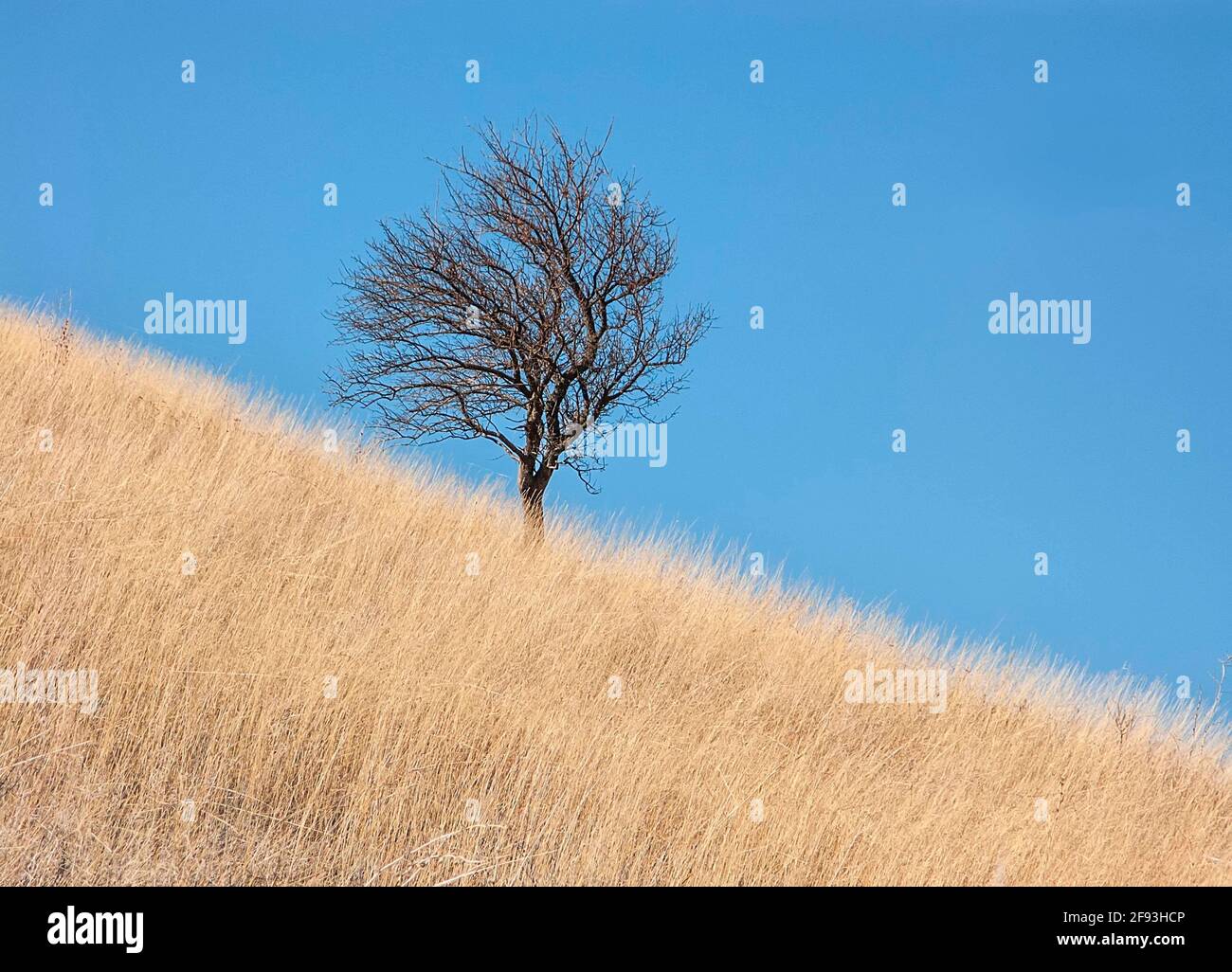 Landscape with autumn trees without leaves amid yellow wilted grass and blue sky Stock Photo