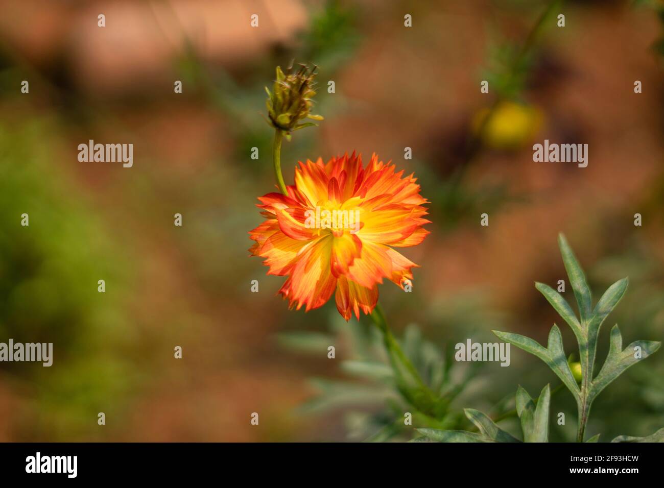 Cosmic Orange Sulfur Multicolour Cosmos plant and flower, Cosmos sulphureus, India Stock Photo
