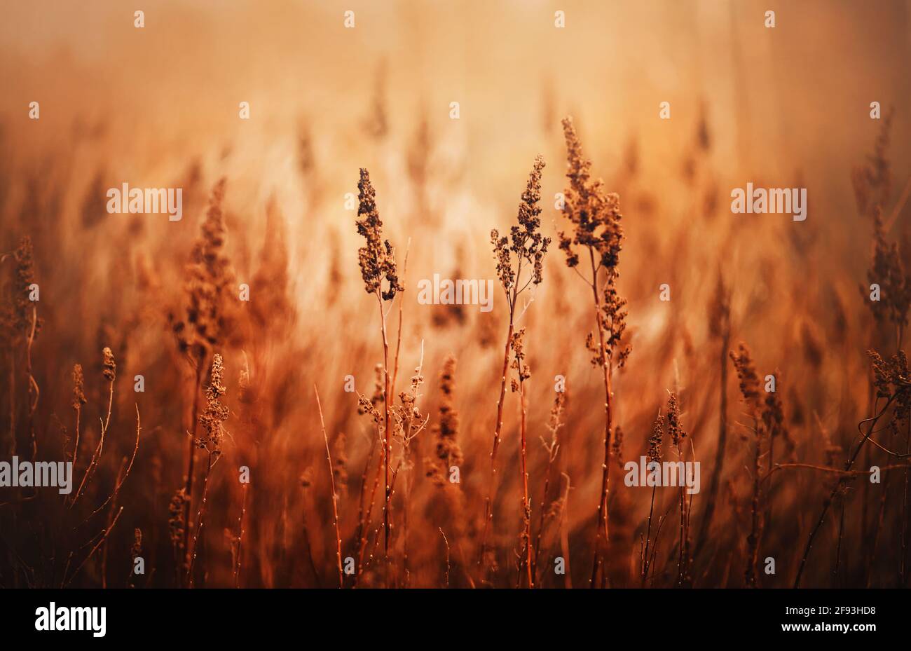 Dried wheat grass field hires stock photography and images Alamy