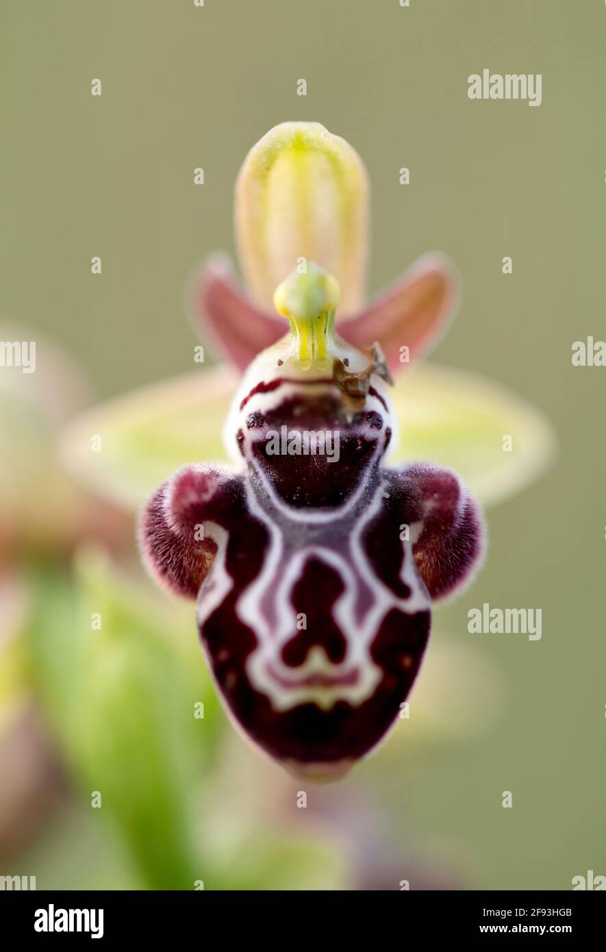 Very rare, endemic Cyprus bee-orchid (Ophrys kotschyi) on xerothermic grassland Stock Photo