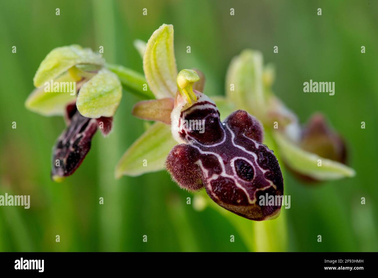 Very rare, endemic Cyprus bee-orchid (Ophrys kotschyi) on xerothermic grassland Stock Photo