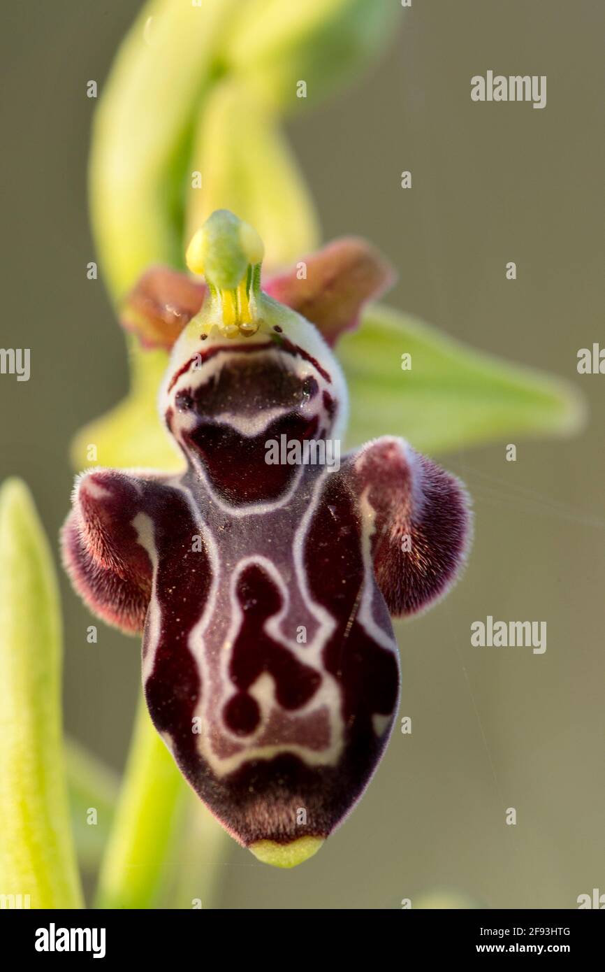Very rare, endemic Cyprus bee-orchid (Ophrys kotschyi) on xerothermic grassland Stock Photo