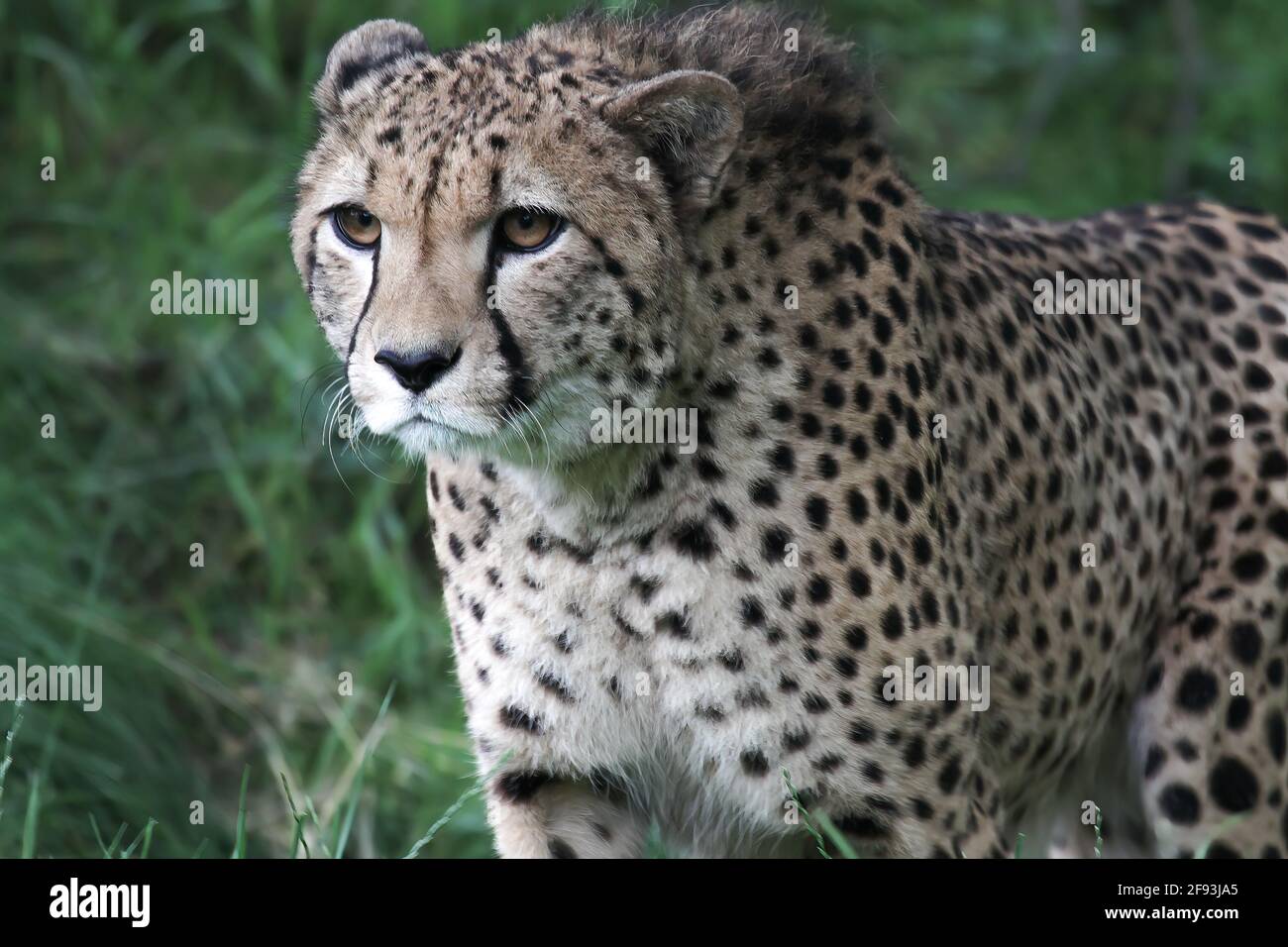 Beautiful young cheetah hunting hi-res stock photography and images - Alamy