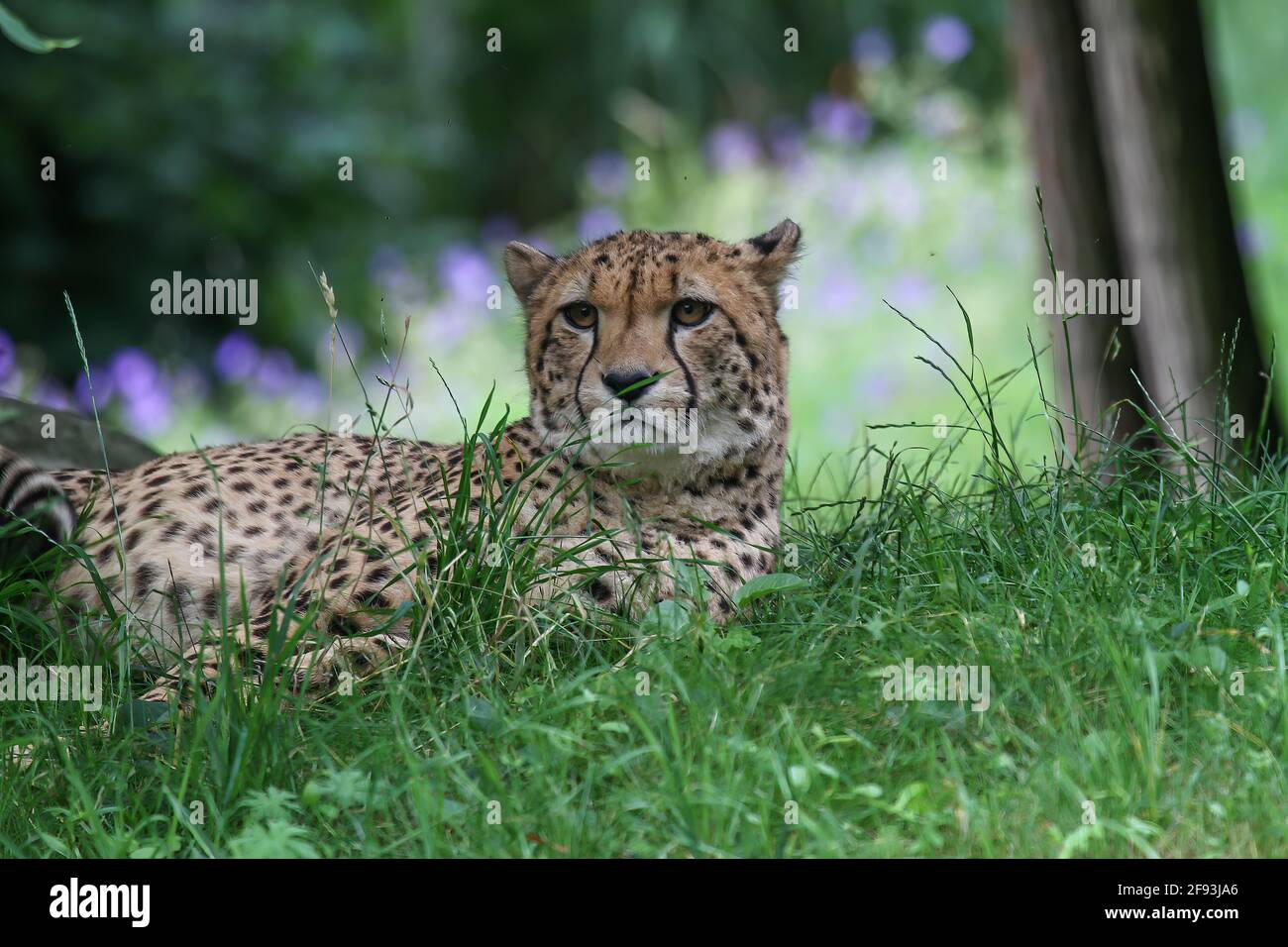Beautiful young cheetah hunting hi-res stock photography and images - Alamy
