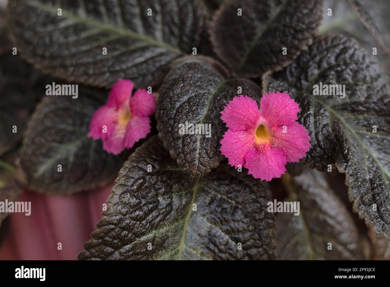 Flame violet plant and pink flowers, Episcia cupreata, India Stock Photo