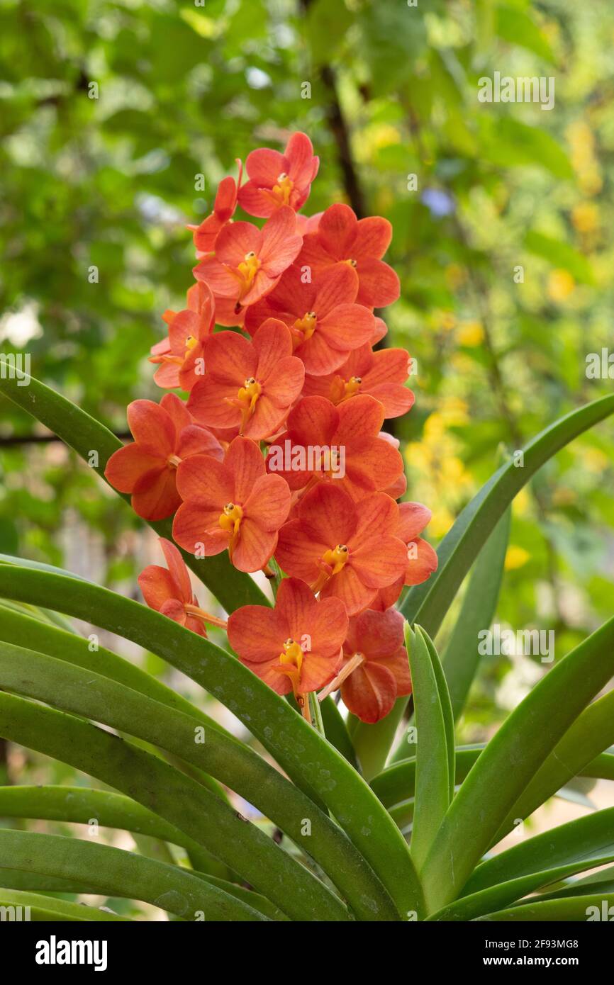 Hanging Vanda orchid, Vanda garayi, India Stock Photo Alamy