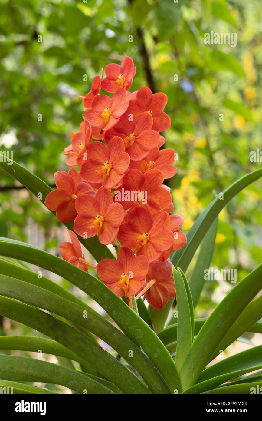 Hanging Vanda orchid, Vanda garayi, India Stock Photo