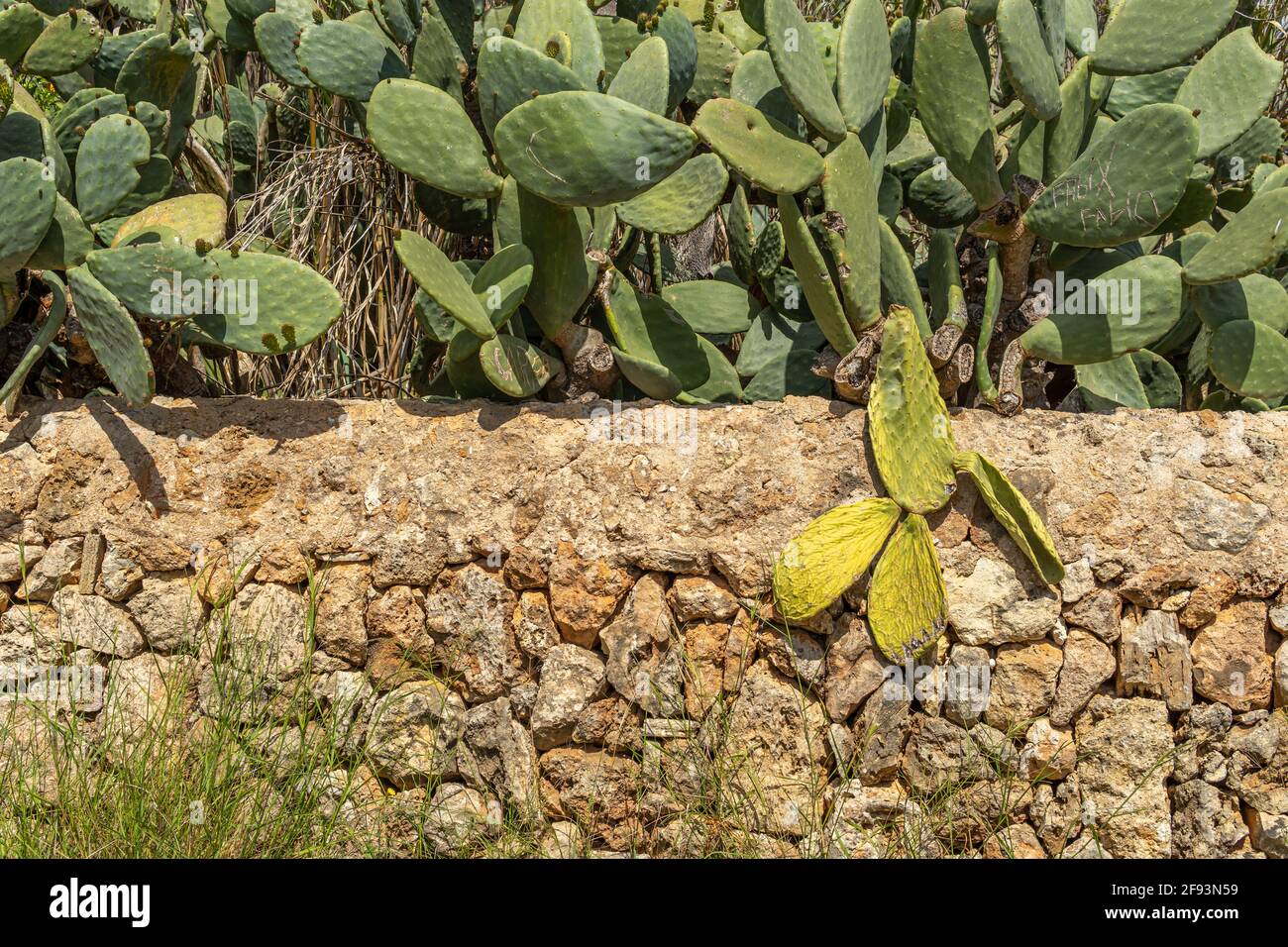 General view of a prickly pear cactus, Opuntia ficus-indica, during the spring season, showing the emergence of new leaves and fuits, in a rural road Stock Photo