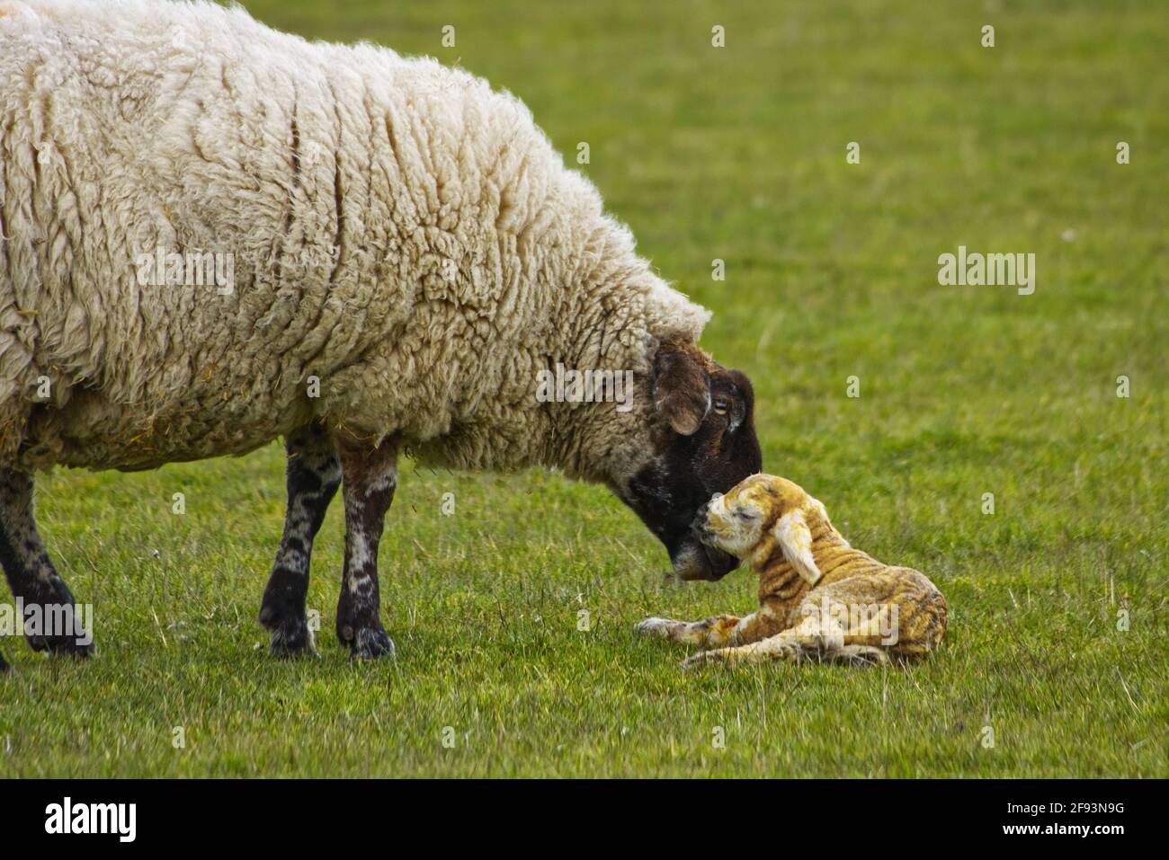 New born lamb being licked by mother ewe Stock Photo