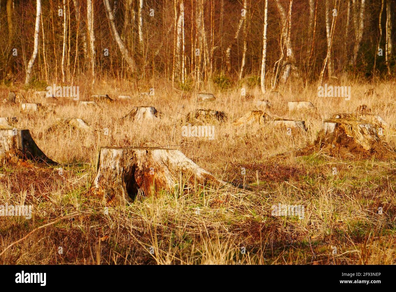 Field full of sawn off tree stumps at sunset Stock Photo Alamy