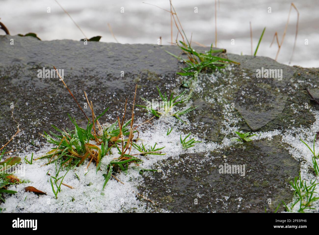 green and brown grass between large stones on a wall with snow Stock Photo