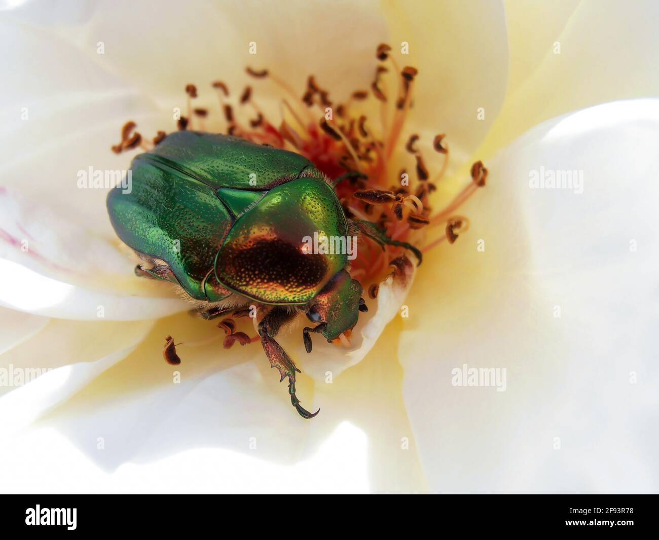 Green beetle hi-res stock photography and images - Alamy