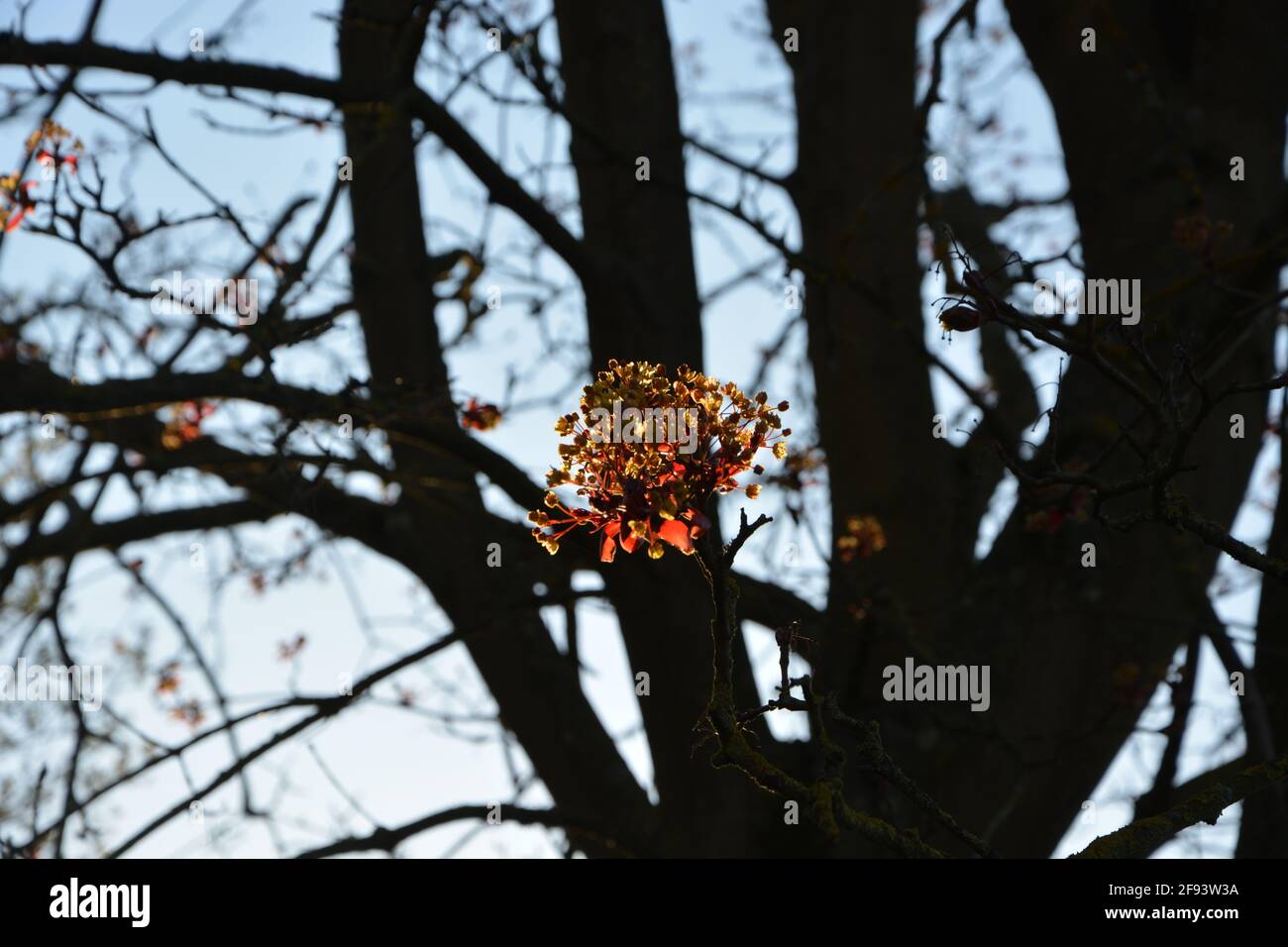 Cherry Hinton Hall Park Cambridge UK, at Dusk, DSLR Stock Photo Alamy