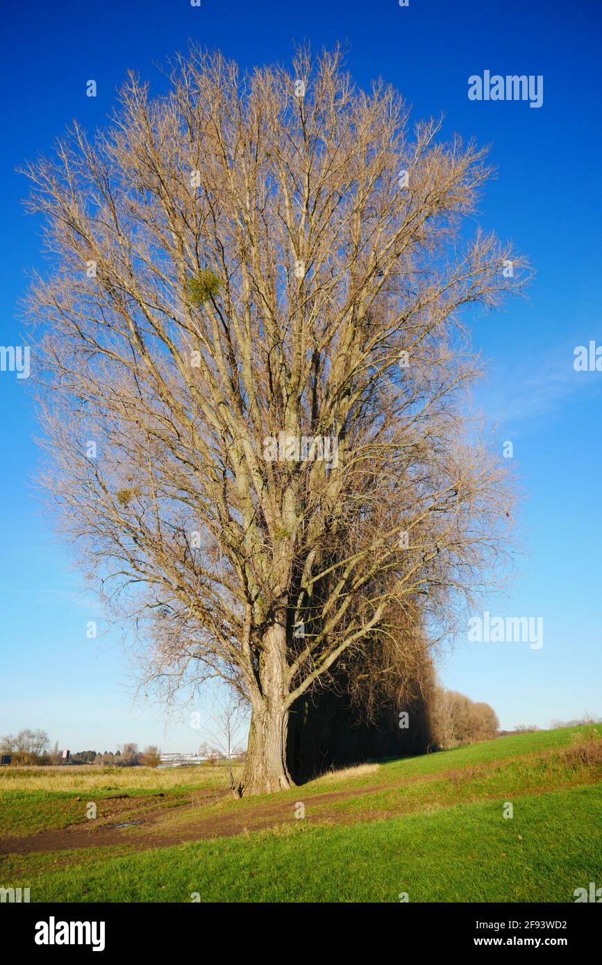 A line of leafless trees in winter in the sunlight near a bank of a ...
