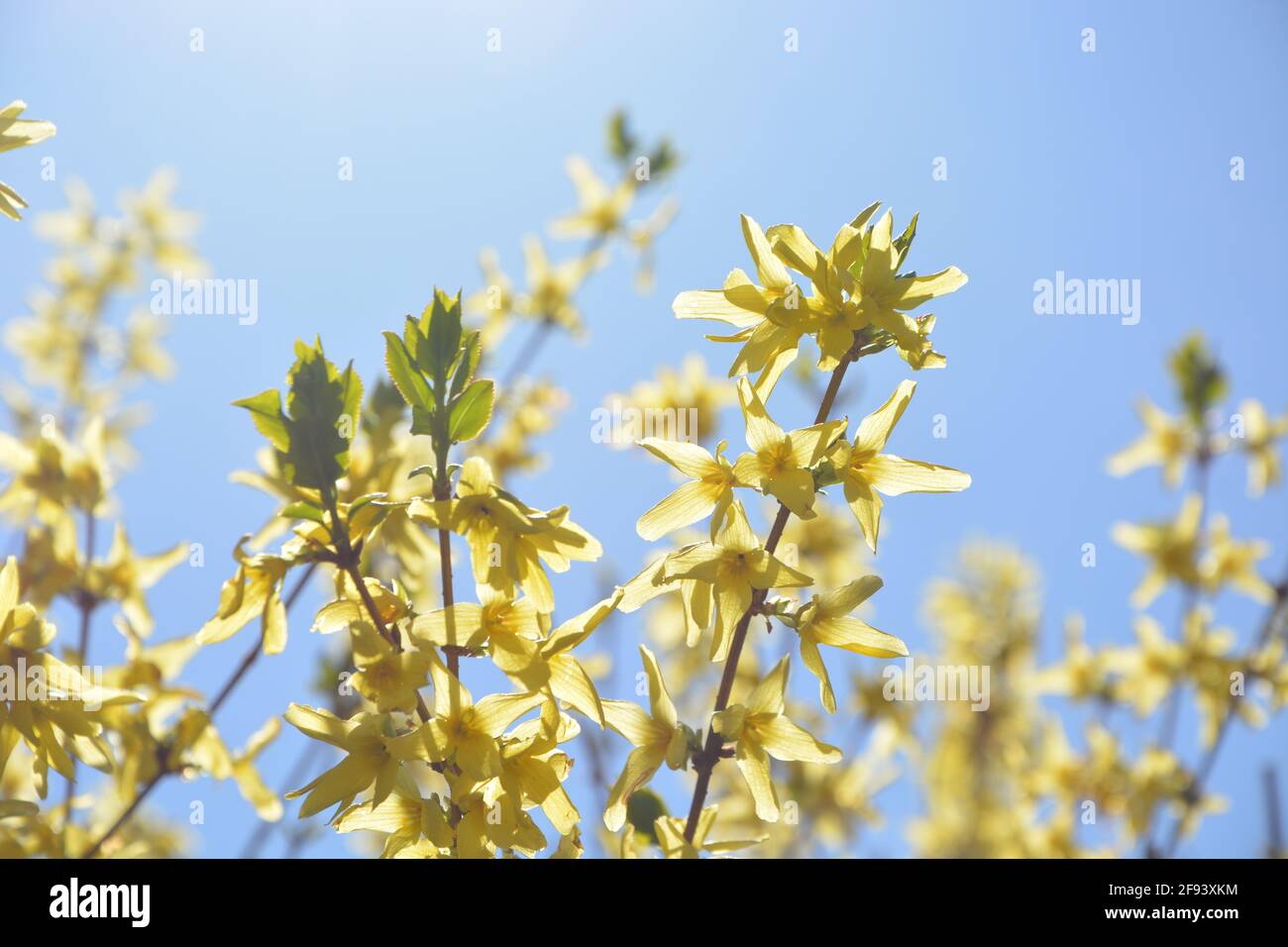 Forsythia High Resolution, Yellow Forsythia Flowers backlit Stock Photo, DSLR Stock Photo