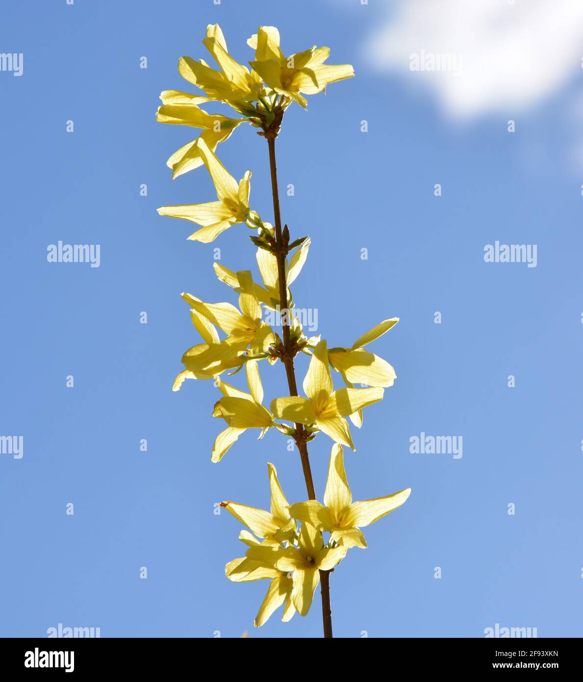 Forsythia flowers against blue sky High Resolution, Blooming bright yellow forsythia (Forsythia suspensa) Stock Photo, DSLR Stock Photo