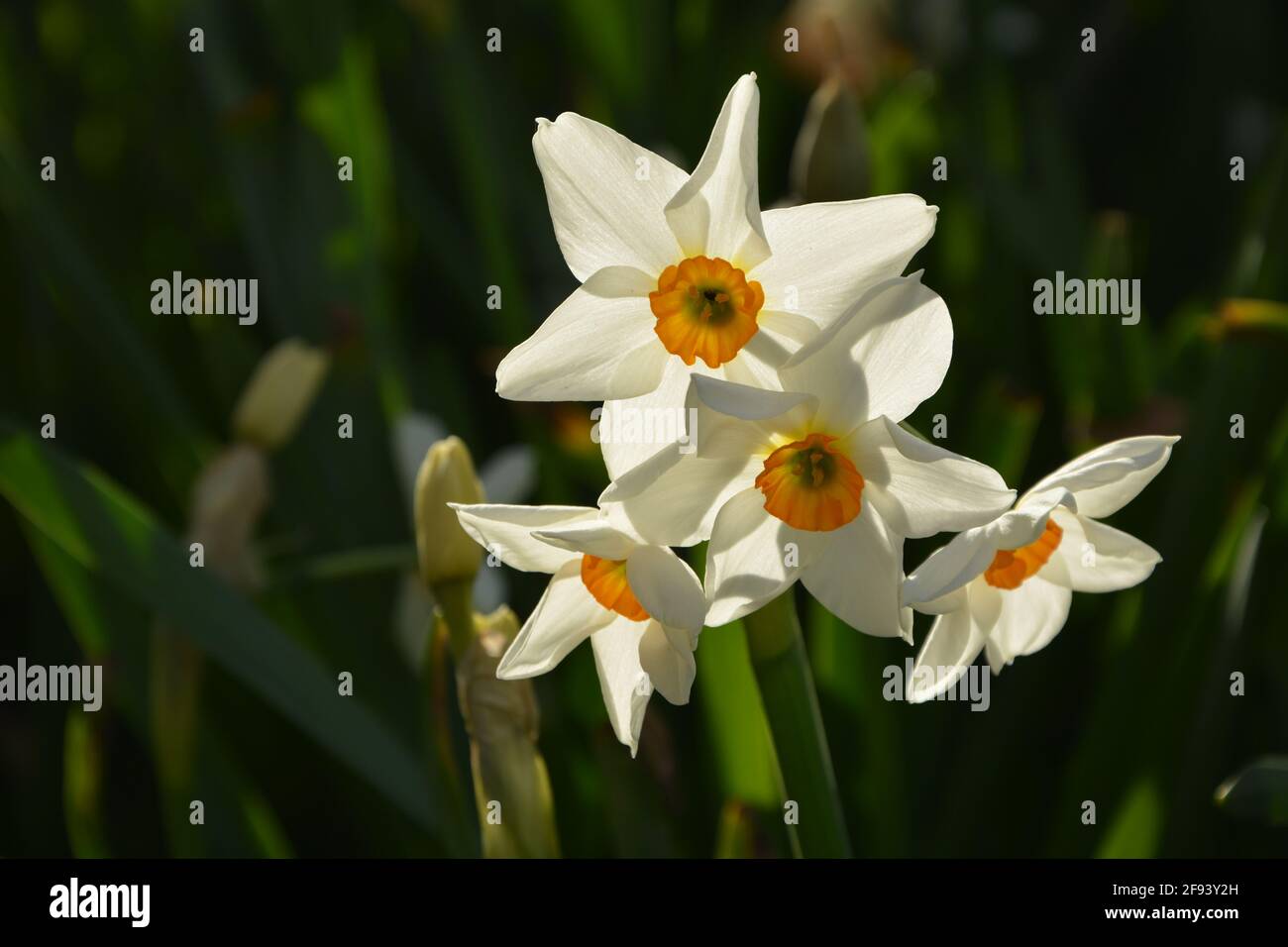 Daffodil Cambridge UK, DSLR Stock Photo