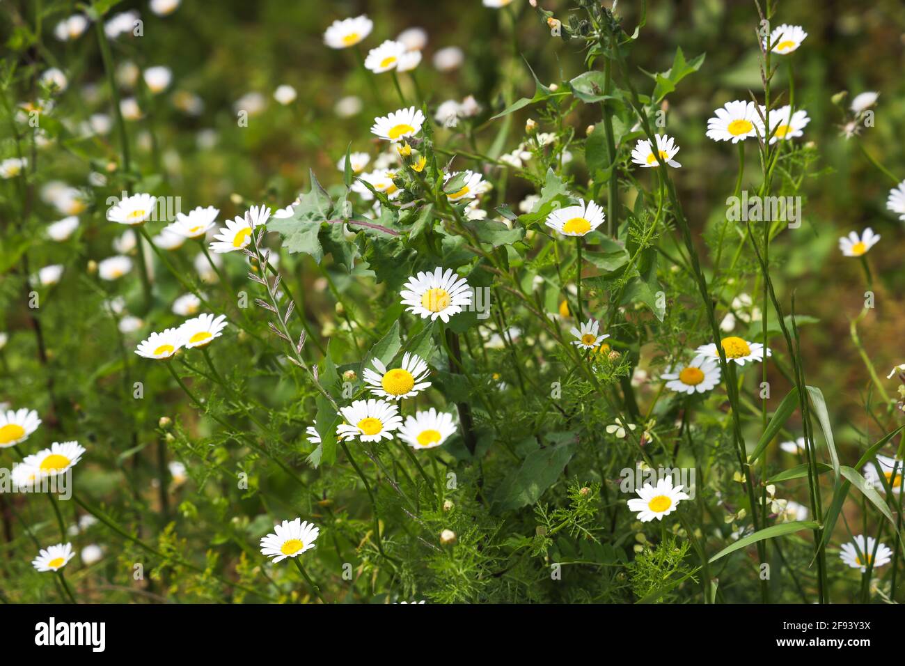 Daisy flower on green meadow, Cheerful Spring Colors. Copy Space, Seasonal Nature Concept Stock Photo