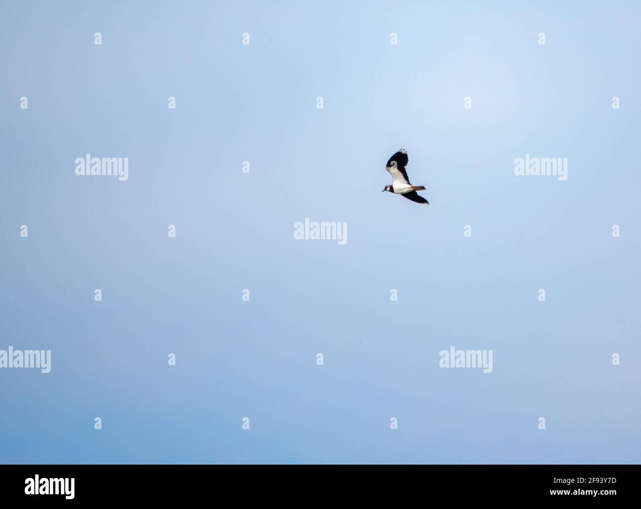 a spring lapwing flying under a clear blue sky Stock Photo - Alamy