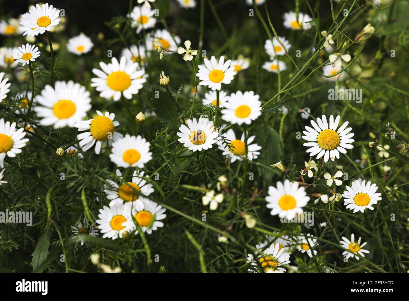 Daisy flower on green meadow, Cheerful Spring Colors. Copy Space, Seasonal Nature Concept Stock Photo