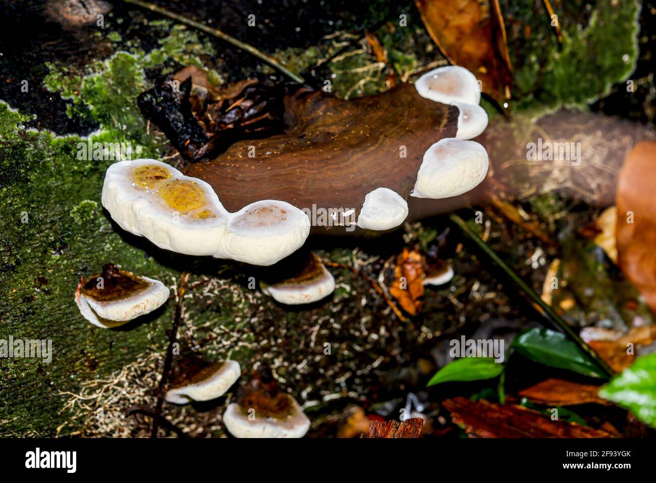 An interesting wild fungi growing on a rotting tree trunk in a tropical jungle. Stock Photo