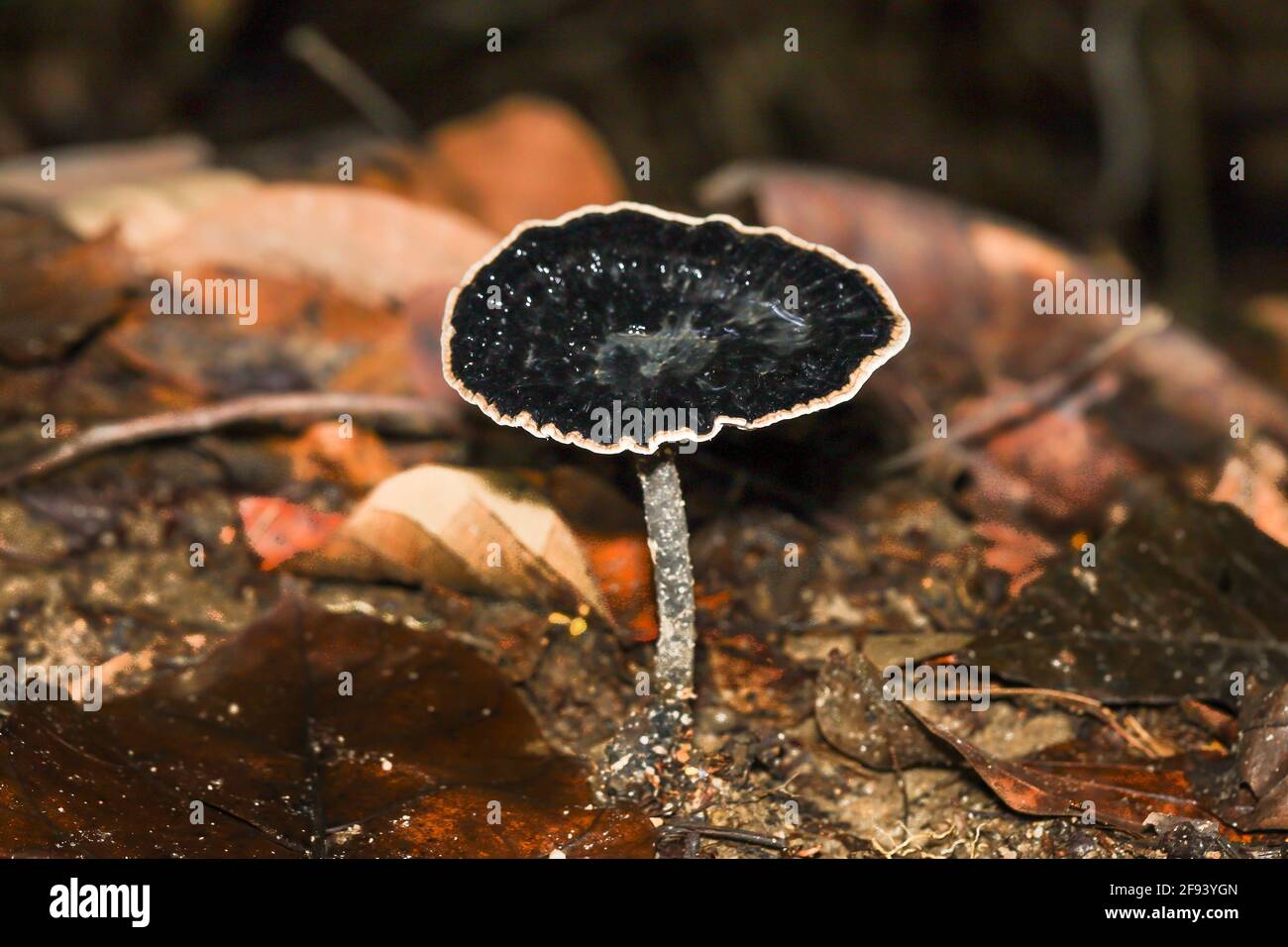 Single black fungi with a white ring growing in a tropical forest Stock Photo