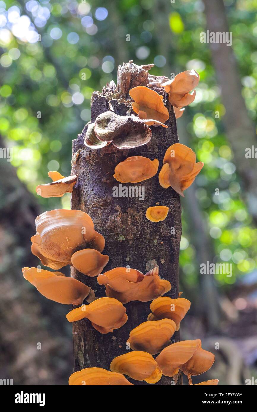 Cluster of fungi growing on a dead tree trunk in a tropical jungle Stock Photo