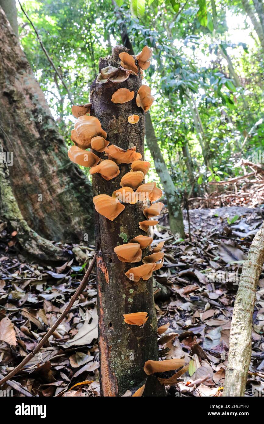 Cluster of fungi growing on a dead tree trunk in a tropical jungle Stock Photo