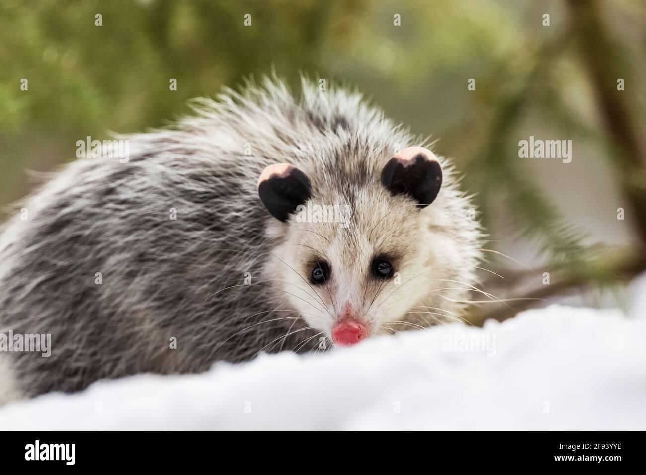 Virginia Opossum, Didelphis virginiana, foraging in the middle of a winter day in Mecosta County, Michigan, USA Stock Photo