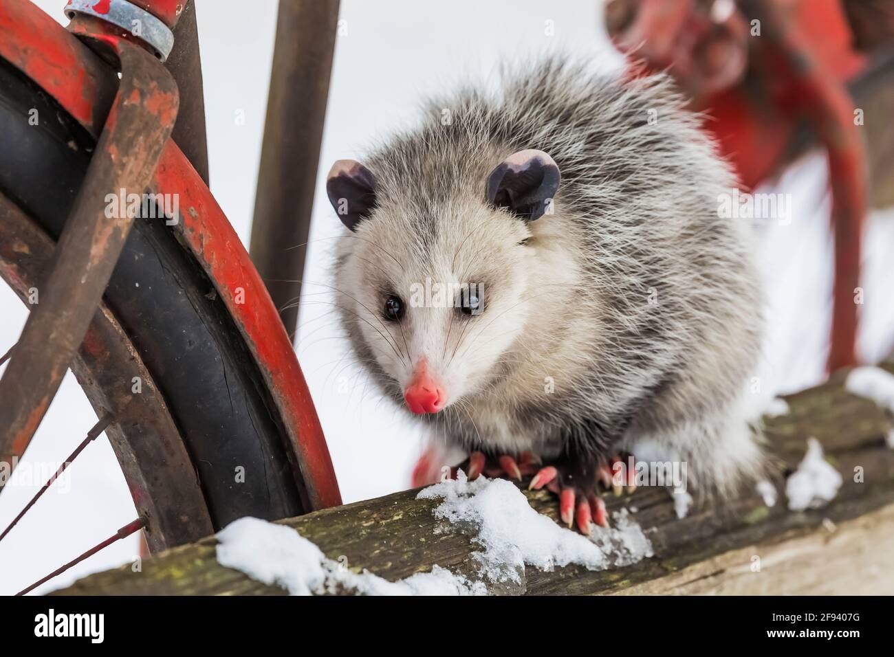 Virginia Opossum, Didelphis virginiana, with an old red bicycle in a garden in winter in Mecosta County, Michigan, USA Stock Photo