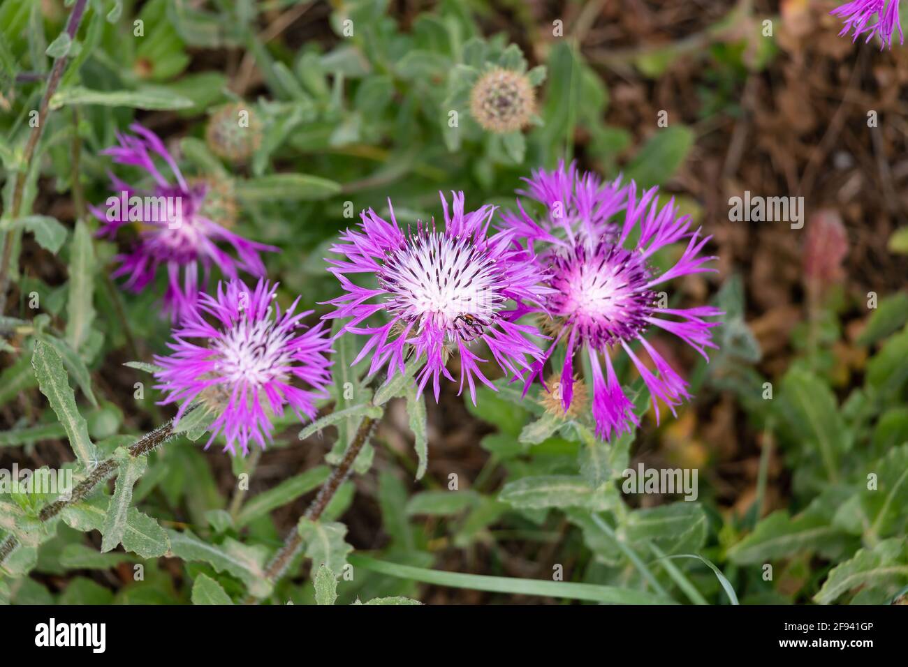Centaurea sphaerocephala is a species of Centaurea found in the Iberian Peninsula. Only the central flower is in focus with shallow deep of field Stock Photo