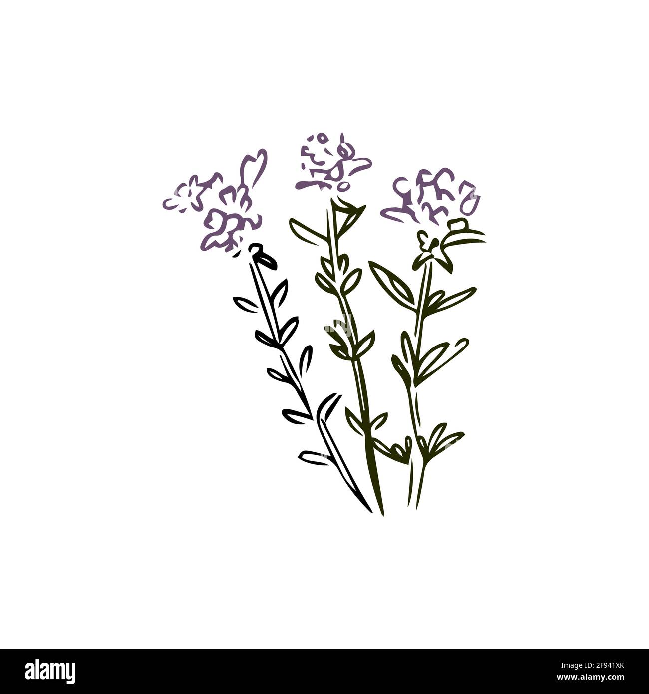 Thyme hand drawn illustration isolated on white background Stock Vector