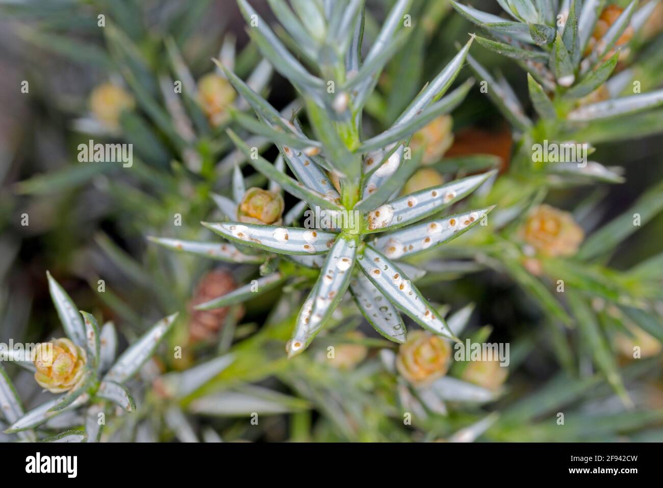 Juniper scale (Carulaspis juniperi ) on juniper (Juniperus spp. ). It