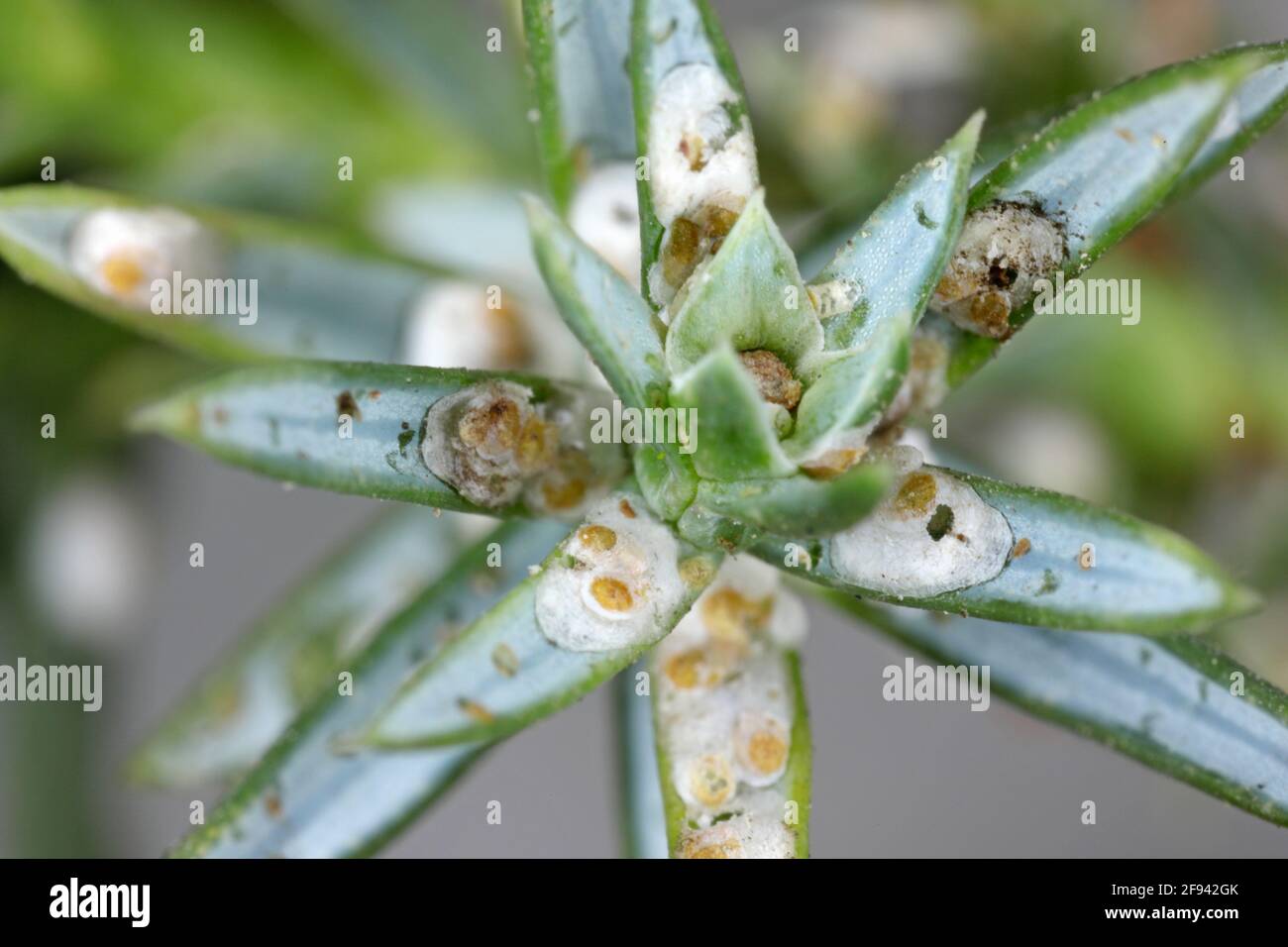 Juniper scale (Carulaspis juniperi ) on juniper (Juniperus spp. ). It