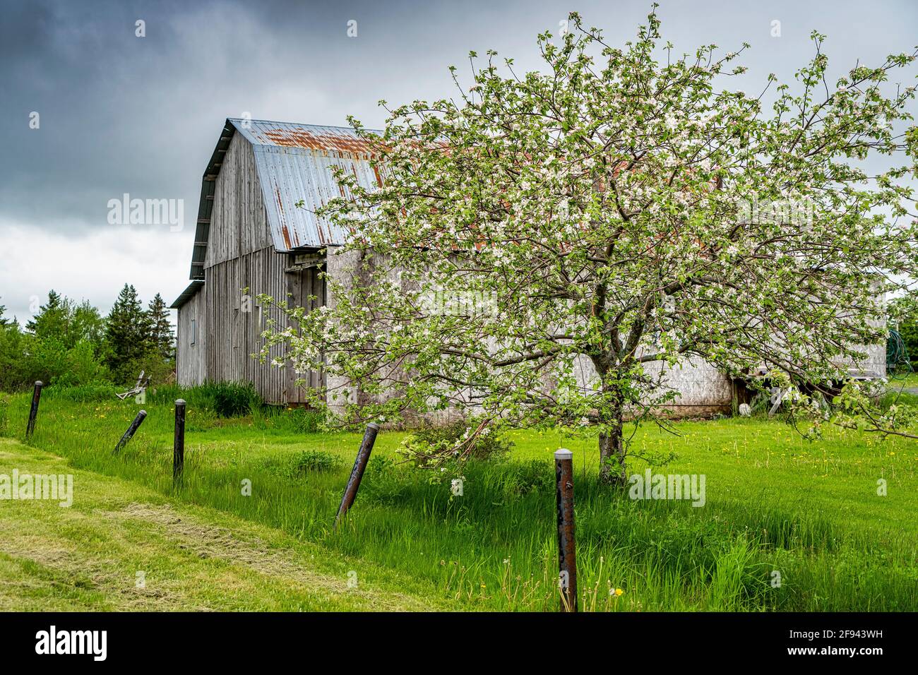 Springtime flowering old apple tree in a farm landscape. Stock Photo