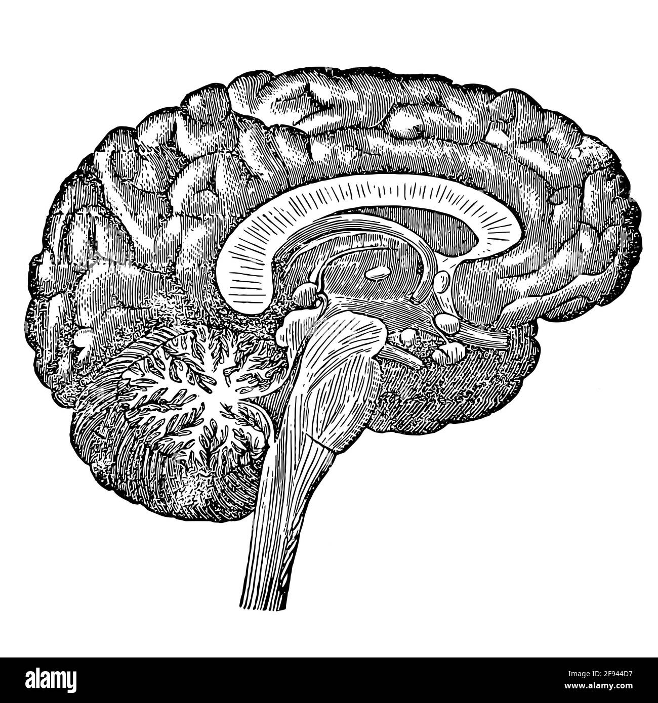 Vintage drawing of brain as an idea and creativity concept Stock Photo