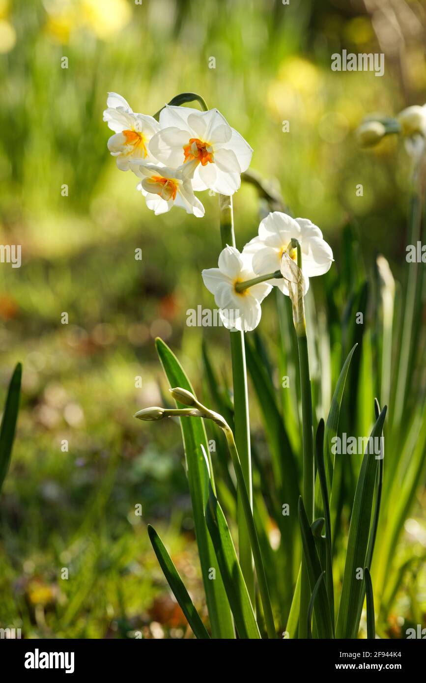 Daffodils in the Spring Stock Photo