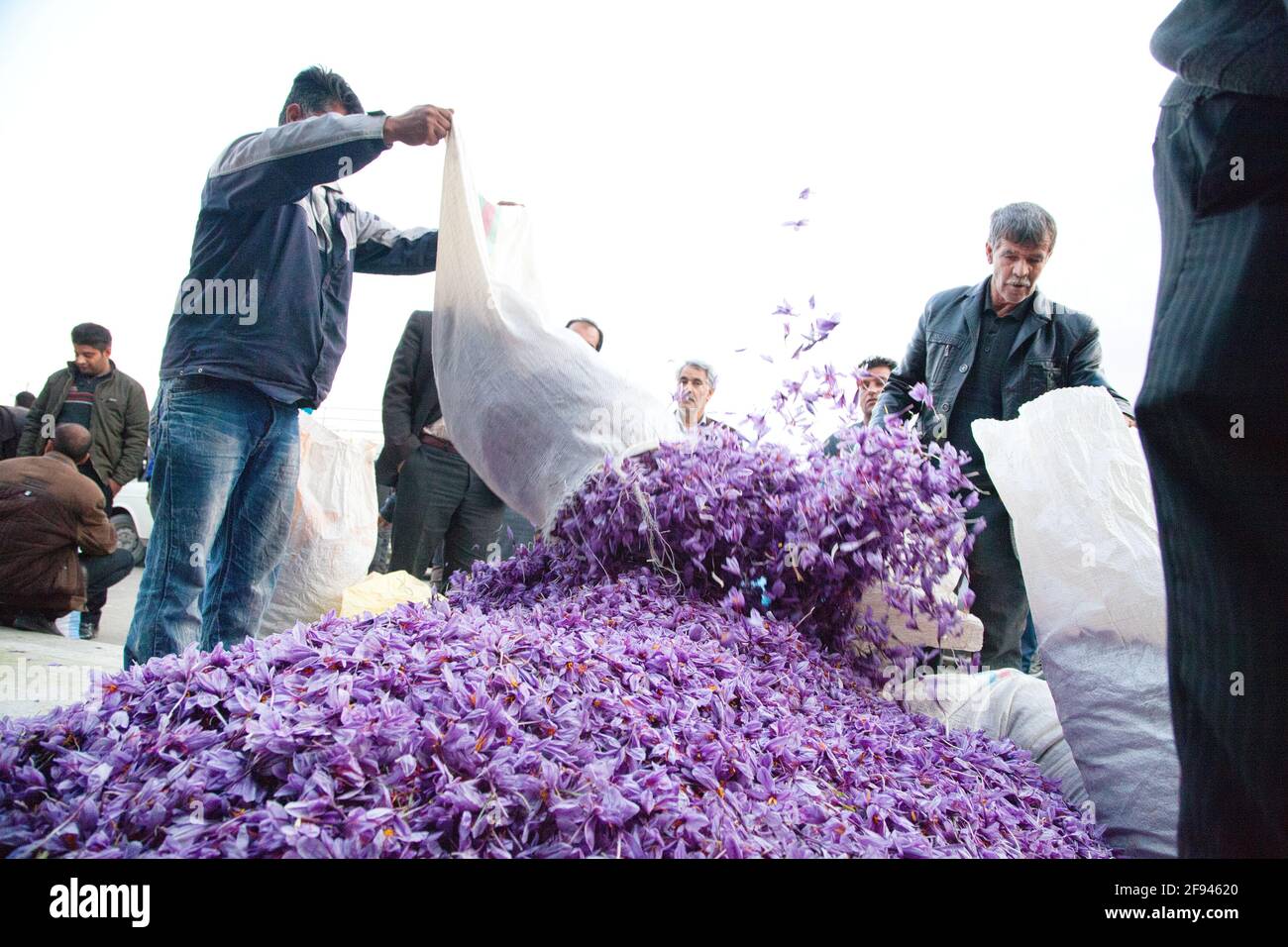 Großhändler als auch private Personen kaufen die Safranblüten auf dem Bazar in Torbat. Stock Photo