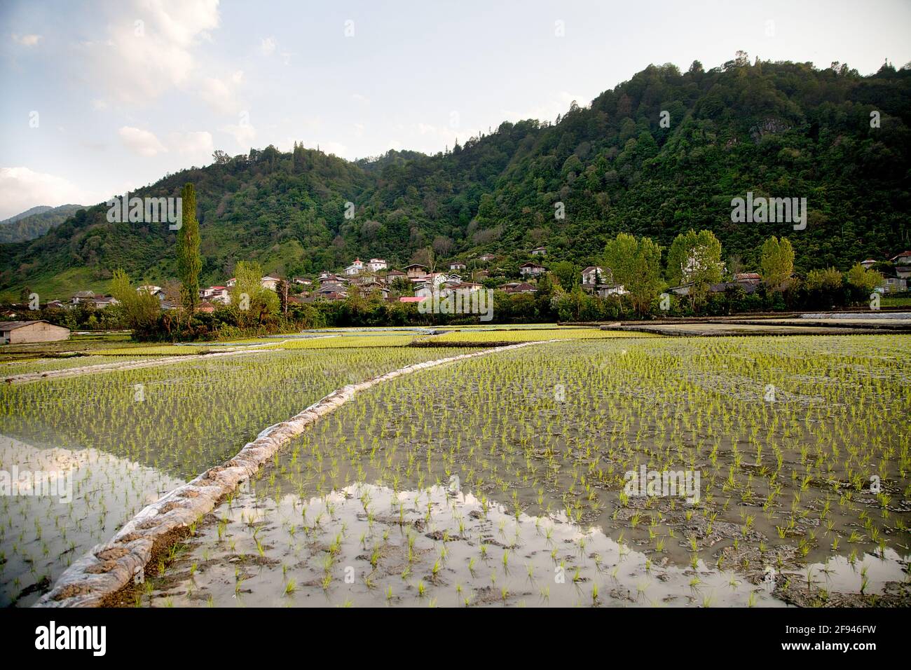 Während der Anbauzeit stehen Frauen in Gummistiefeln fast knietief in Wasser und Schlamm auf dem Reisfeld und pflanzen die Reisbüschel einzeln in den Stock Photo
