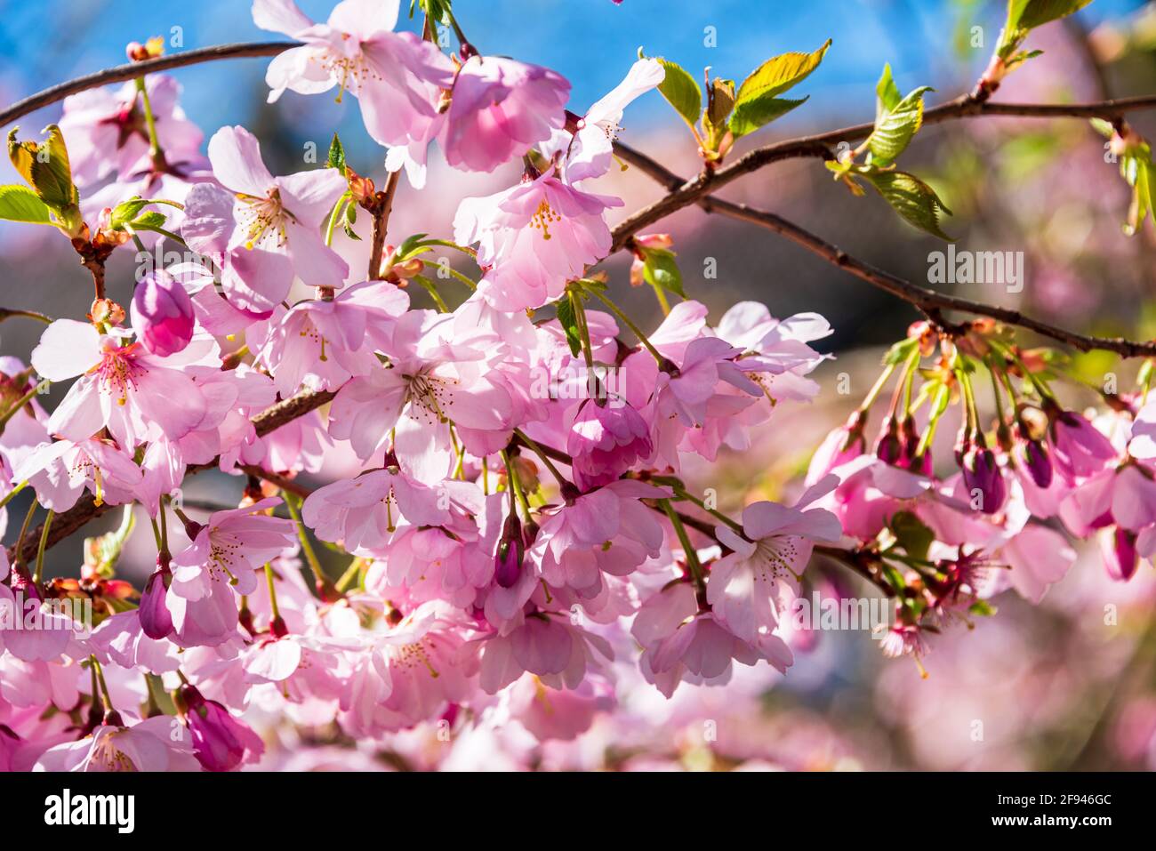 Japanische Kirschblüte in einer Parkanlage im Frühjahr Stock Photo