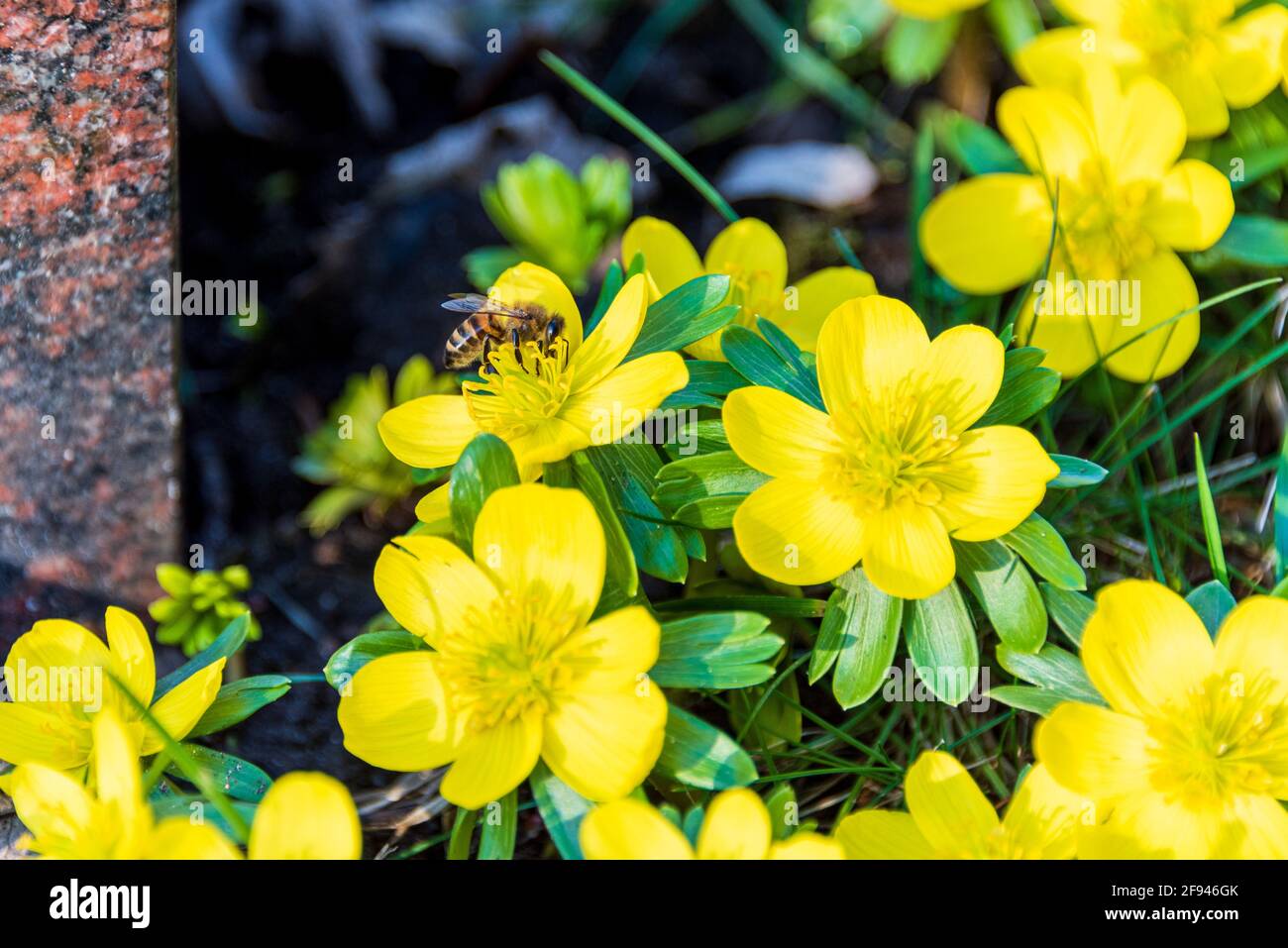 Eine Honigbiene auf eiener gelben Blüte beim Nektarsammeln Stock Photo