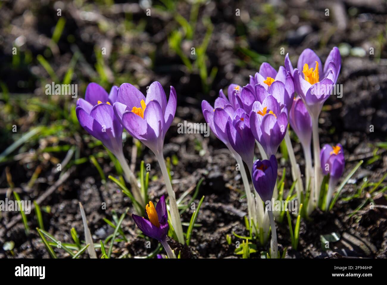 Krokusse als Frühlingsboten auf einer Wiese im Park Stock Photo - Alamy