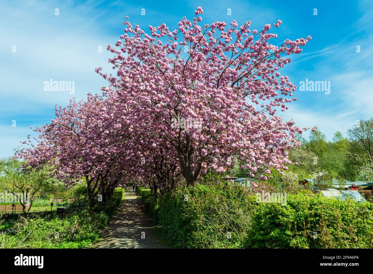 Japanische insekten hires stock photography and images Alamy